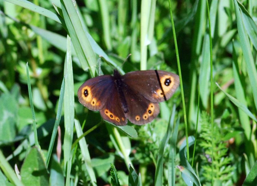 erebia da id